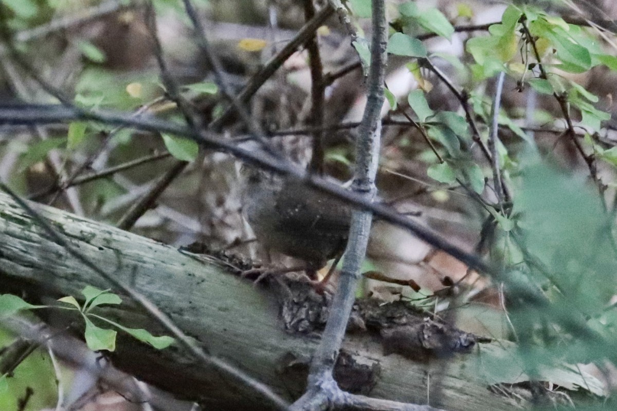 Troglodyte des forêts - ML641762499