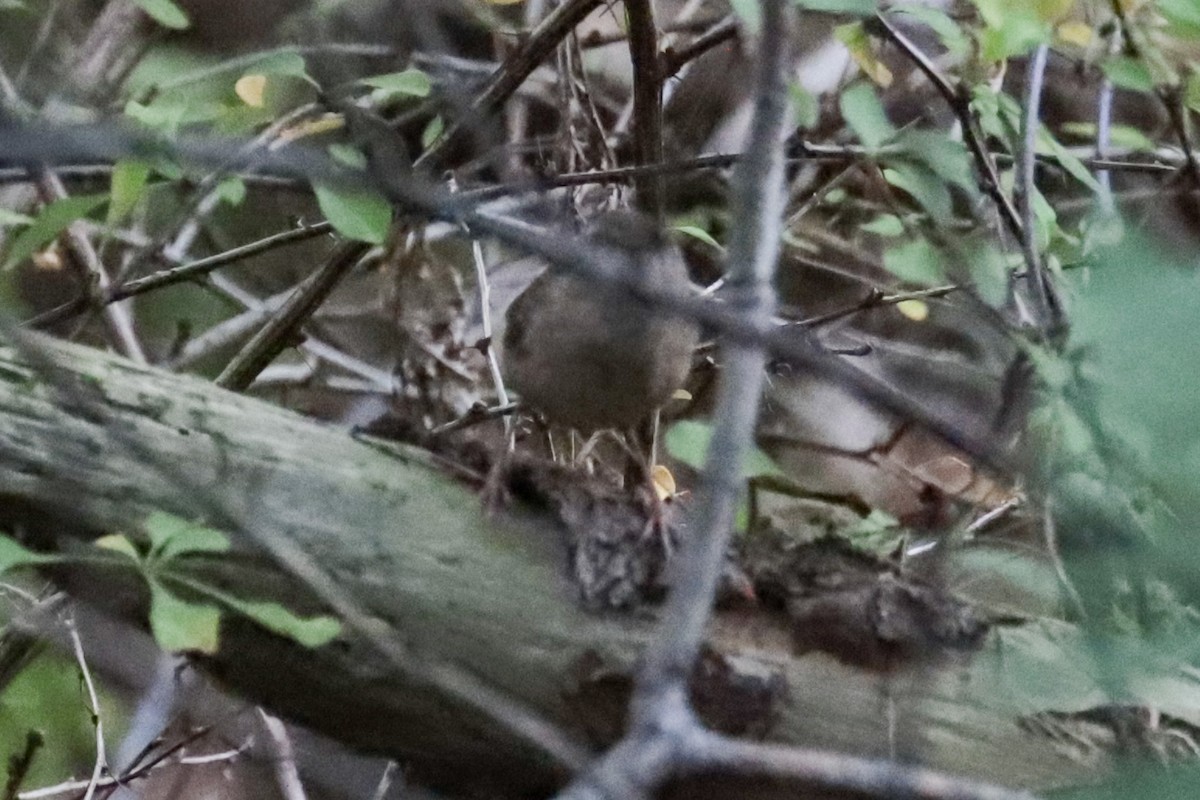 Troglodyte des forêts - ML641762500