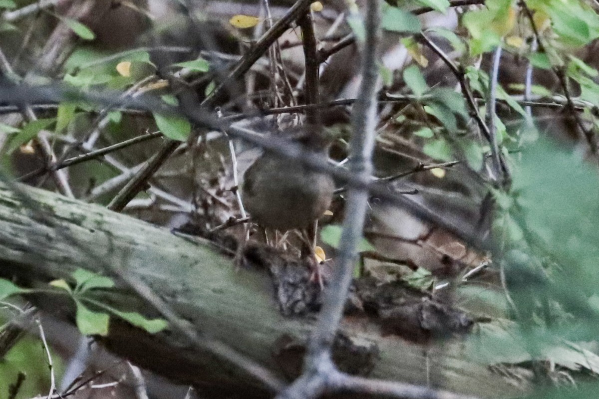 Troglodyte des forêts - ML641762501