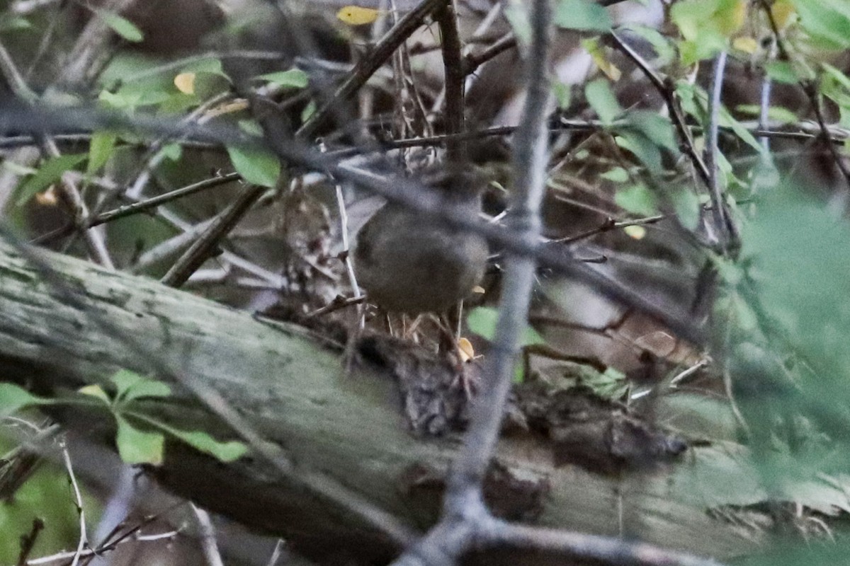 Troglodyte des forêts - ML641762502