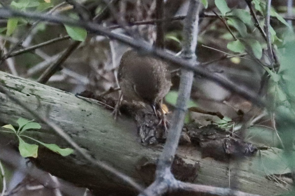 Troglodyte des forêts - ML641762503