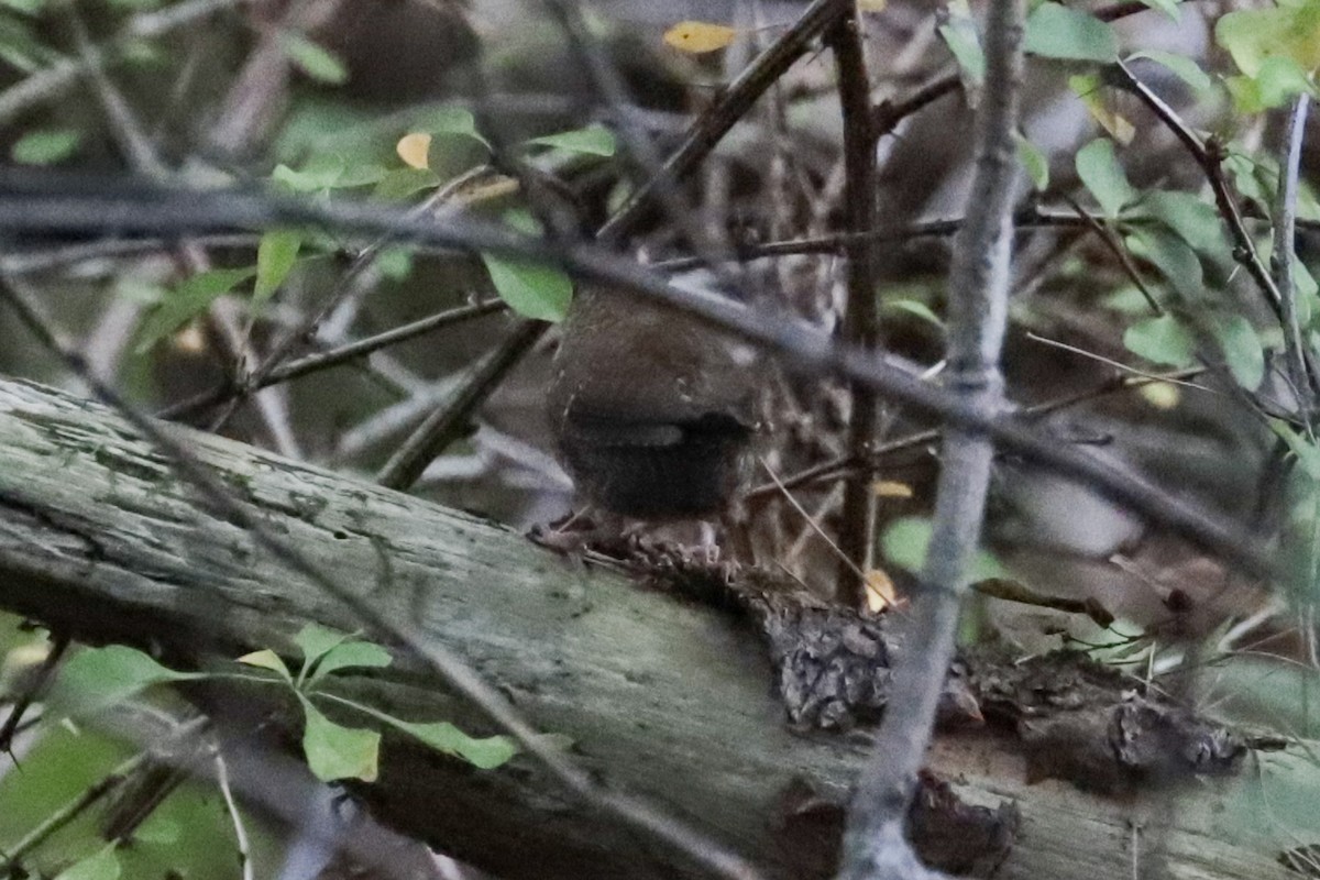 Troglodyte des forêts - ML641762504