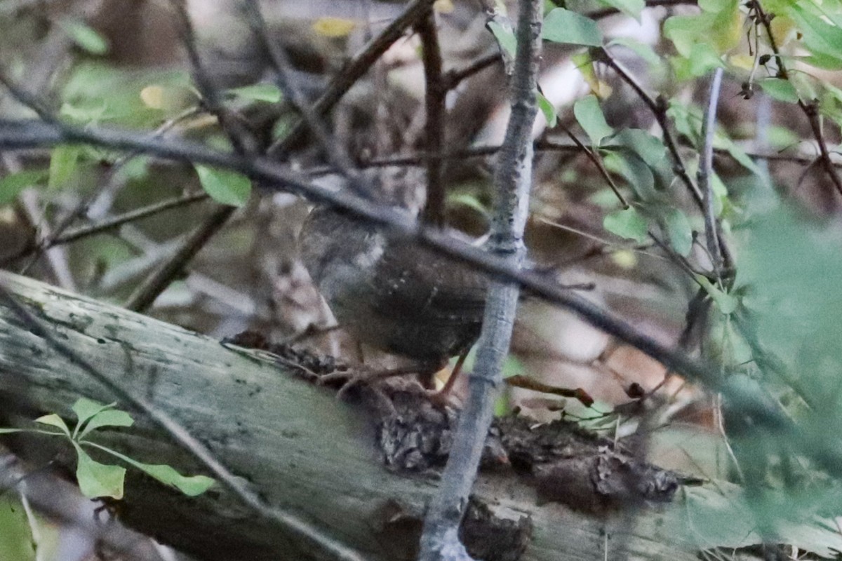 Troglodyte des forêts - ML641762505