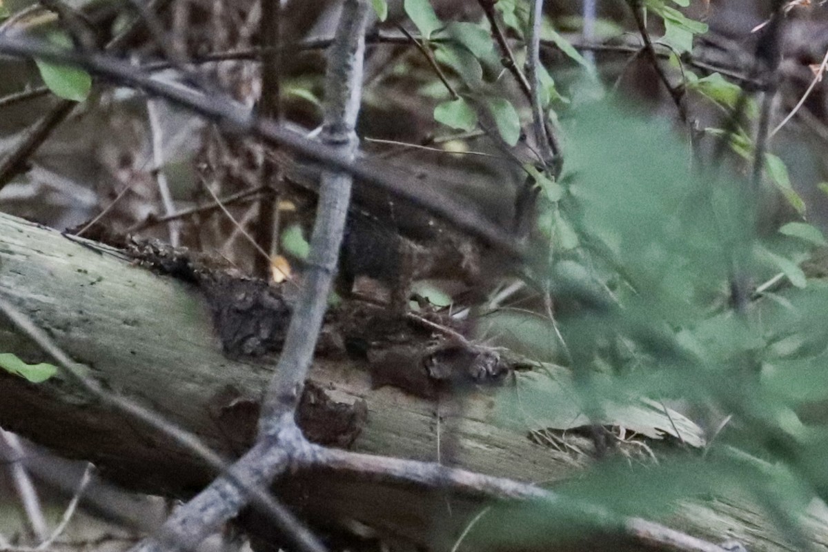 Troglodyte des forêts - ML641762506