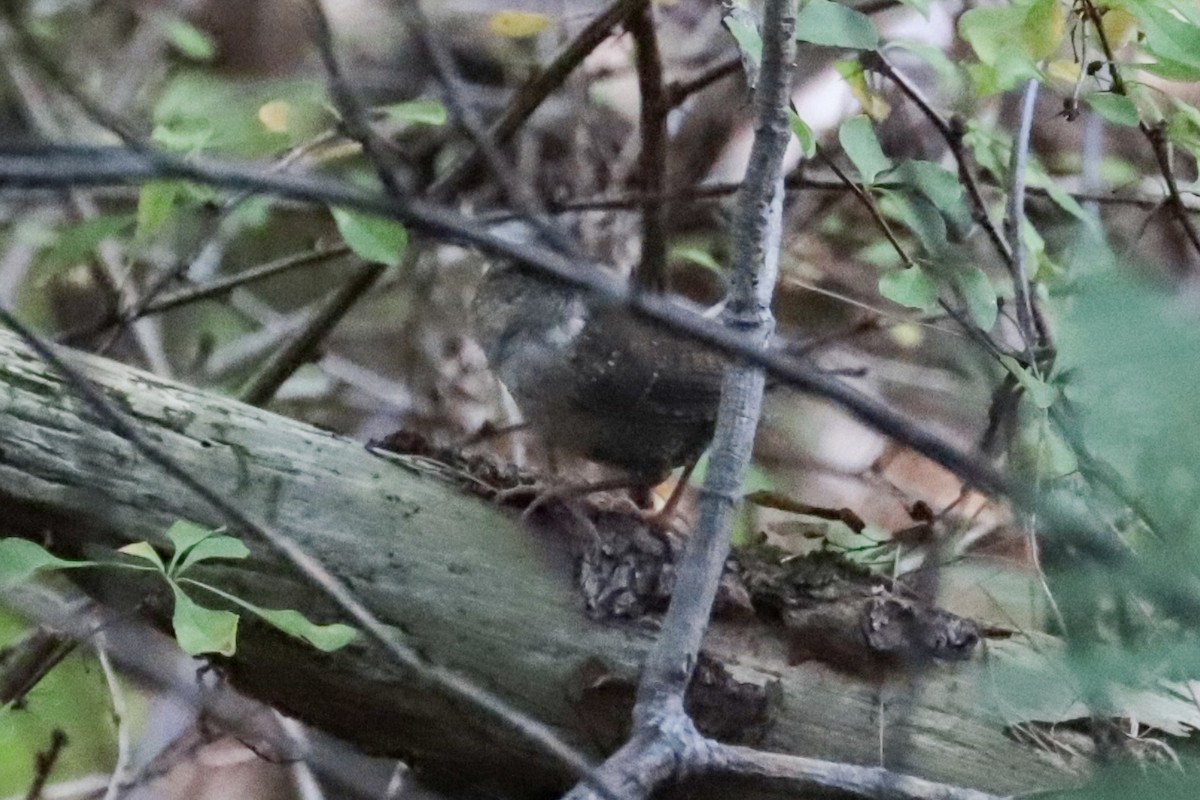 Troglodyte des forêts - ML641762507