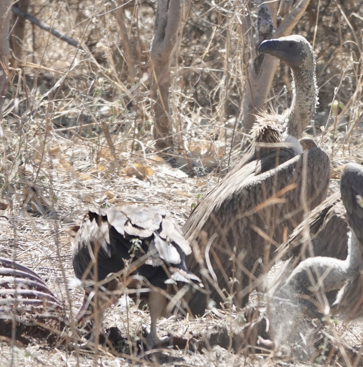 White-backed Vulture - ML641762513