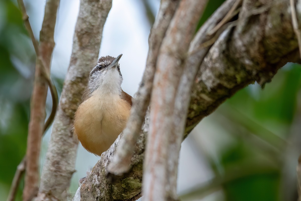 Long-billed Wren - ML641762514