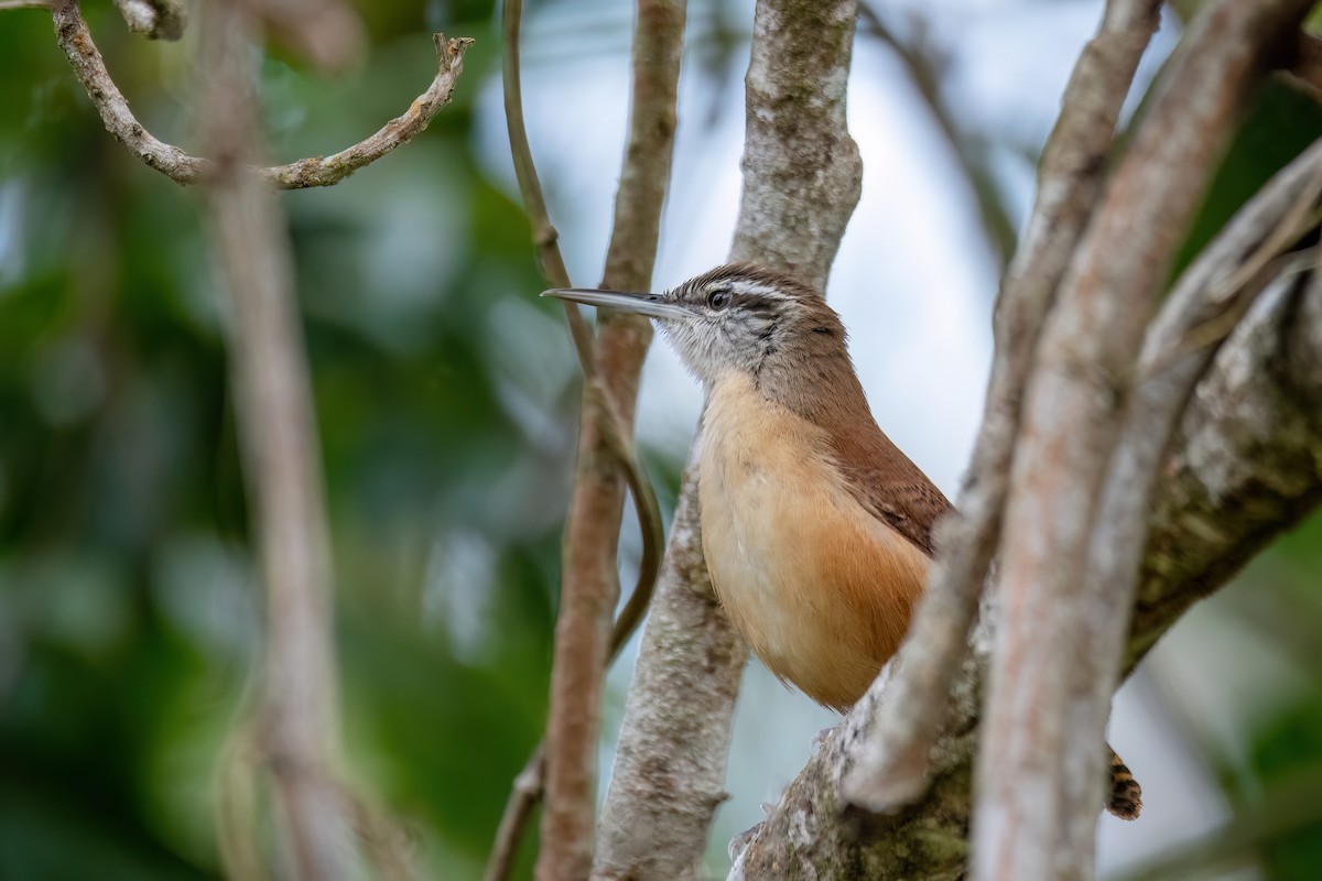 Long-billed Wren - ML641762515