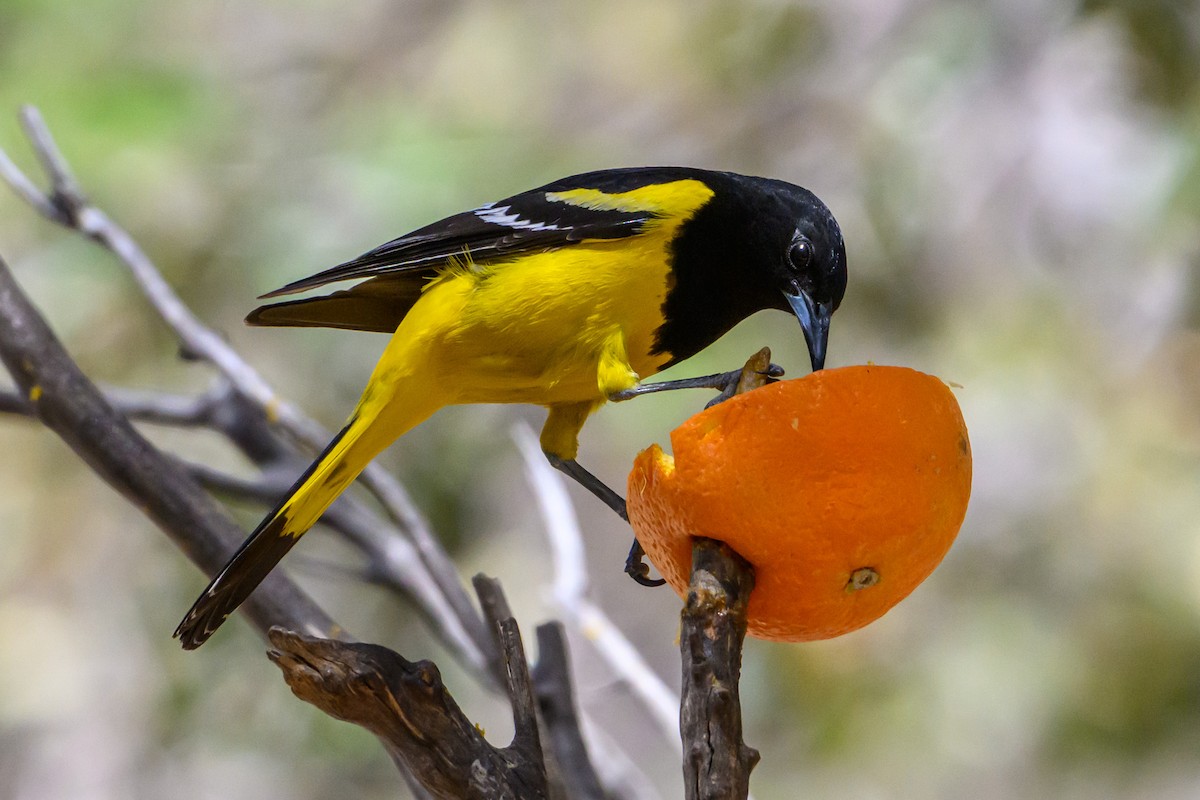 Scott's Oriole - ML641762518