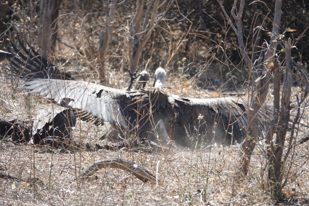 White-backed Vulture - ML641762520