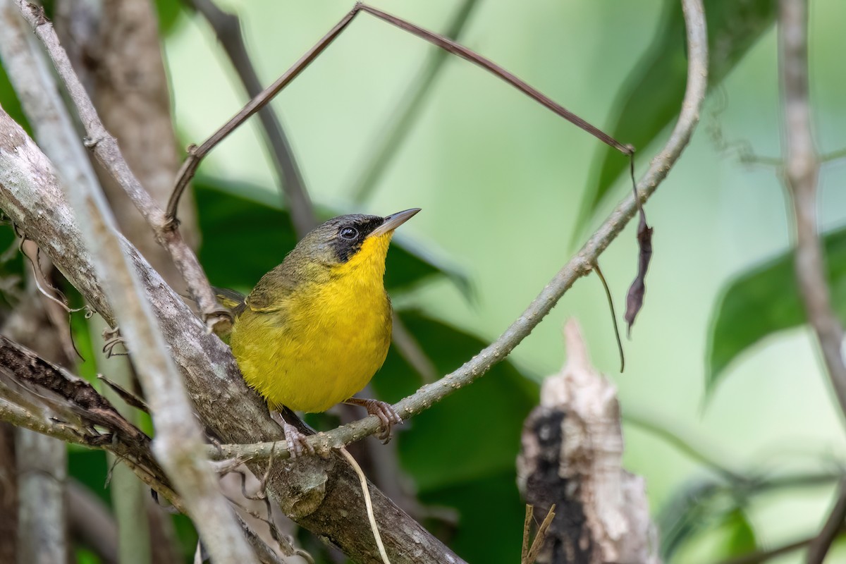 Paruline voilée - ML641762524