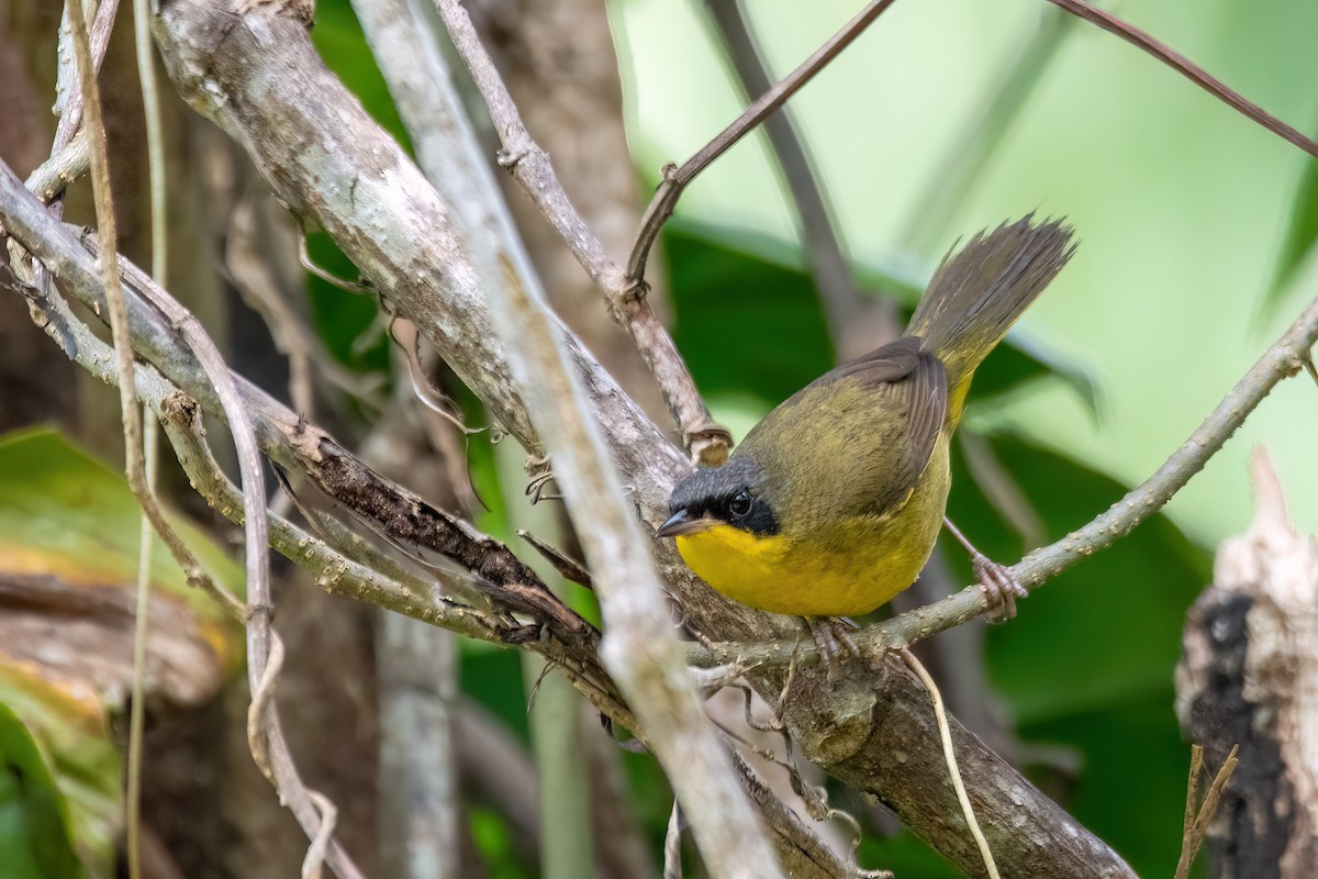 Paruline voilée - ML641762527