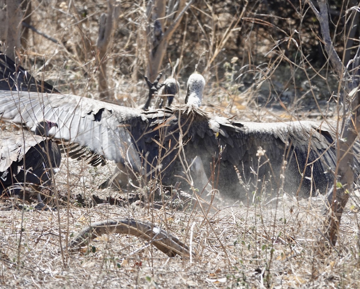 White-backed Vulture - ML641762528