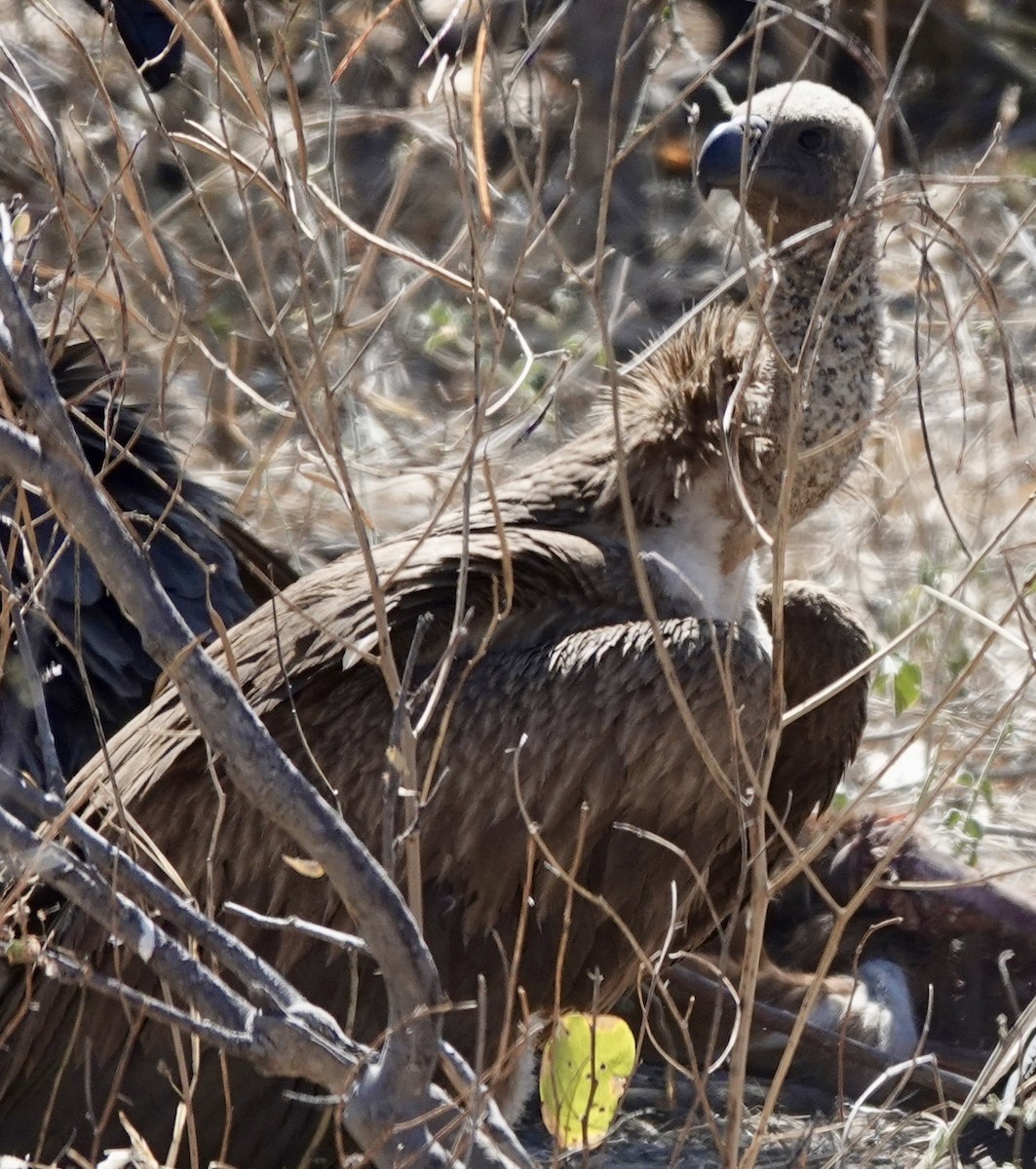 White-backed Vulture - ML641762531