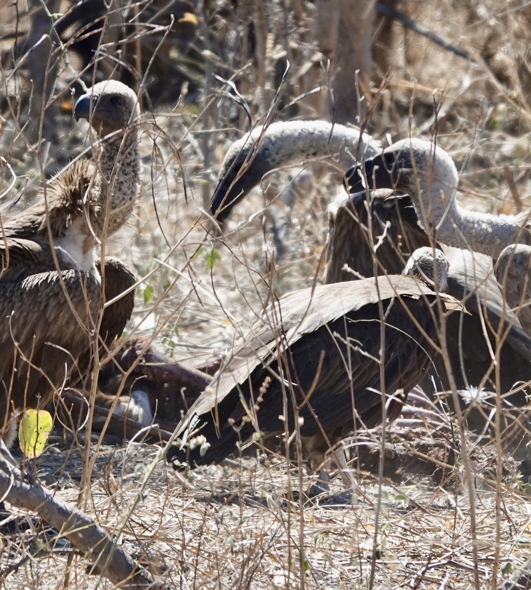 White-backed Vulture - ML641762538