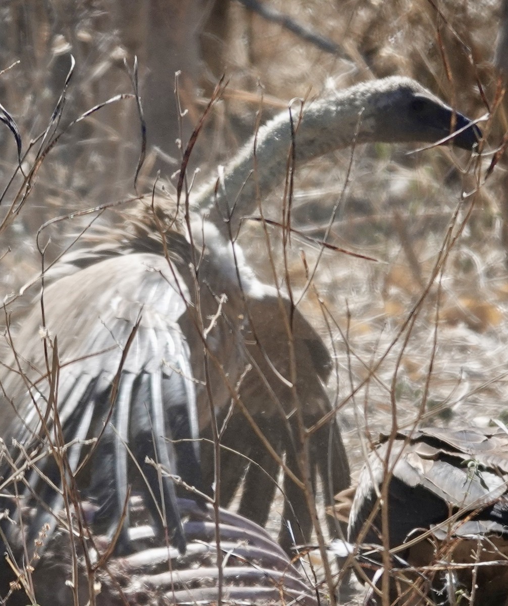 White-backed Vulture - ML641762544