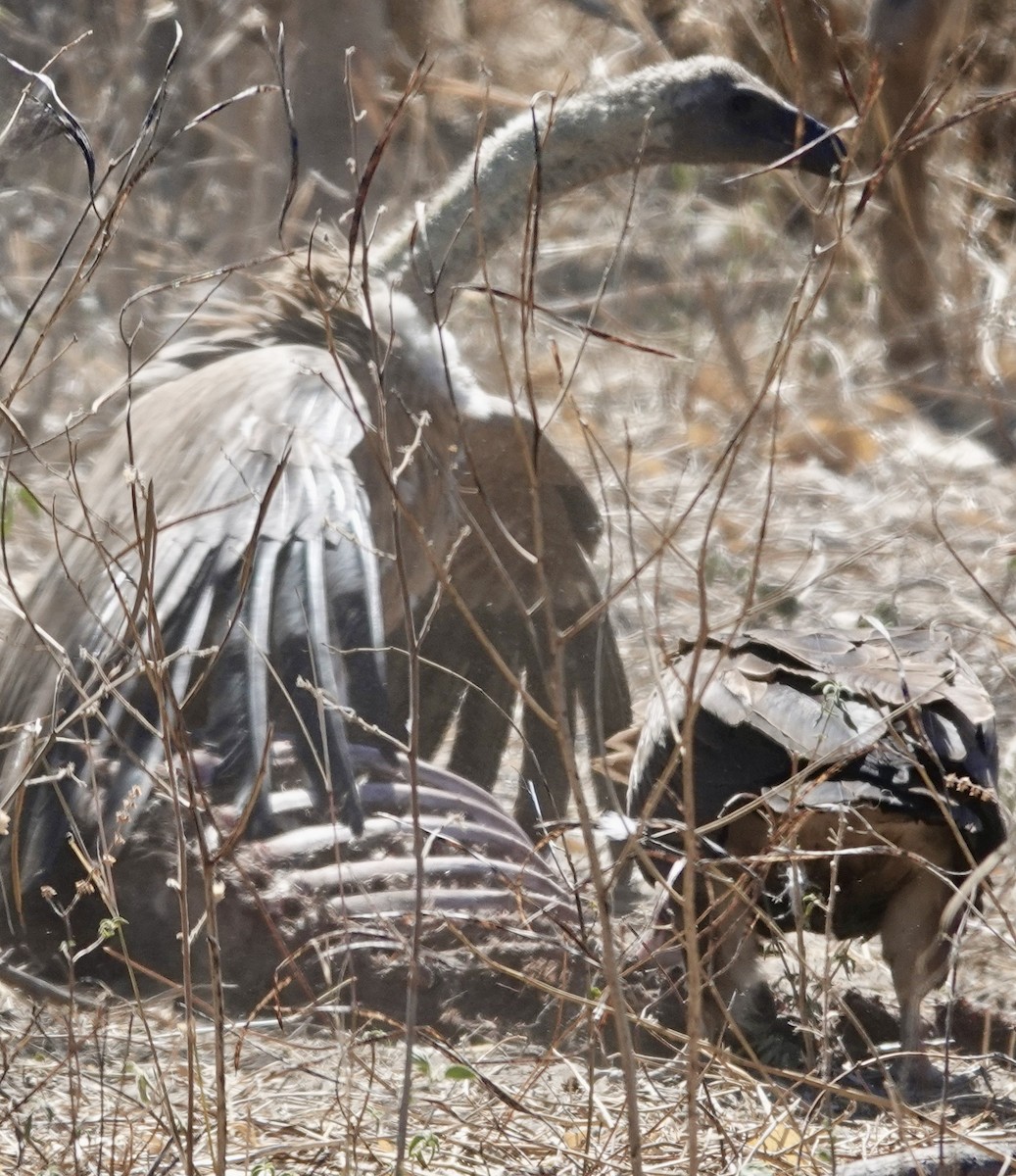 White-backed Vulture - ML641762546