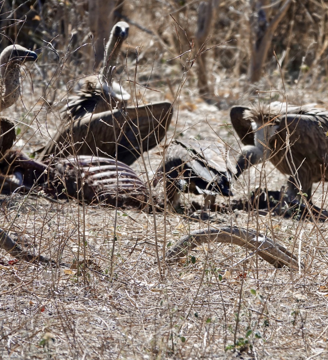 White-backed Vulture - ML641762557
