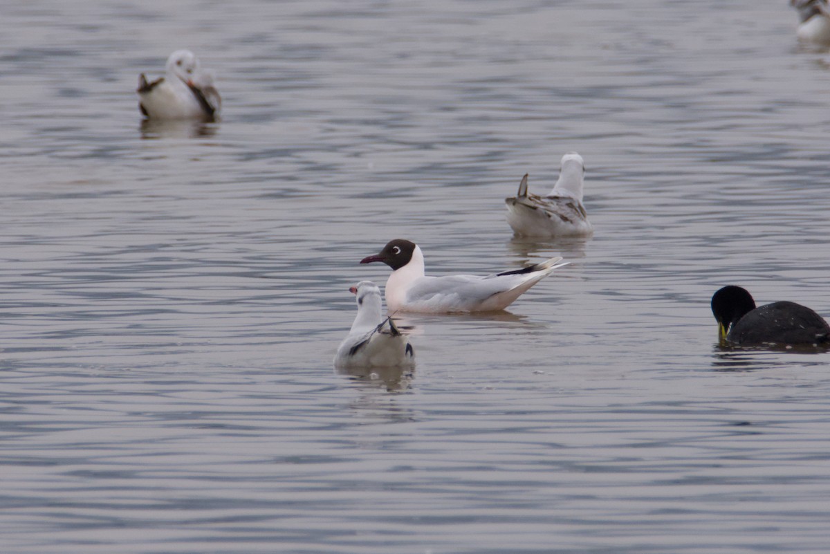 Mouette de Patagonie - ML641762560