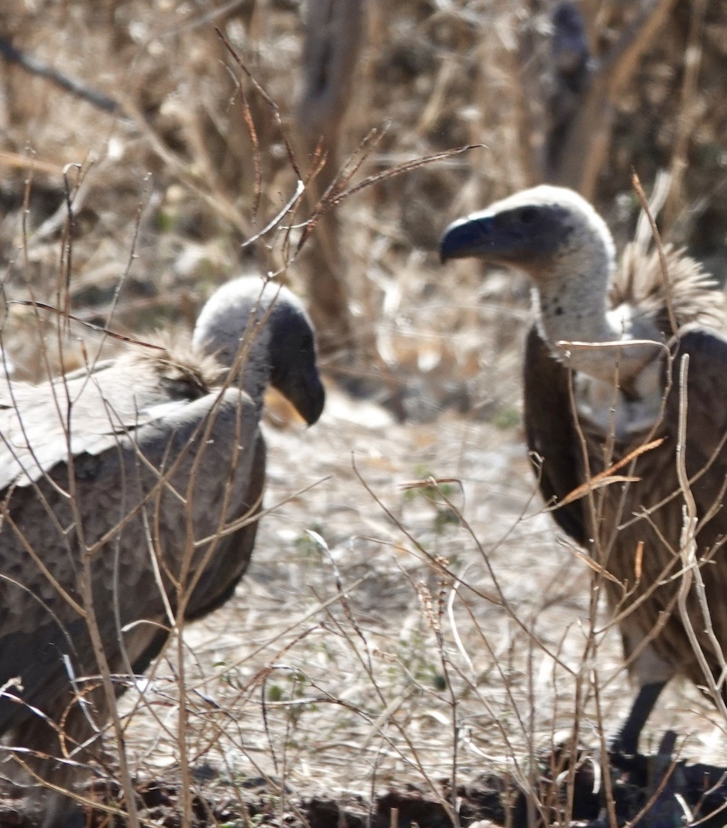 White-backed Vulture - ML641762563