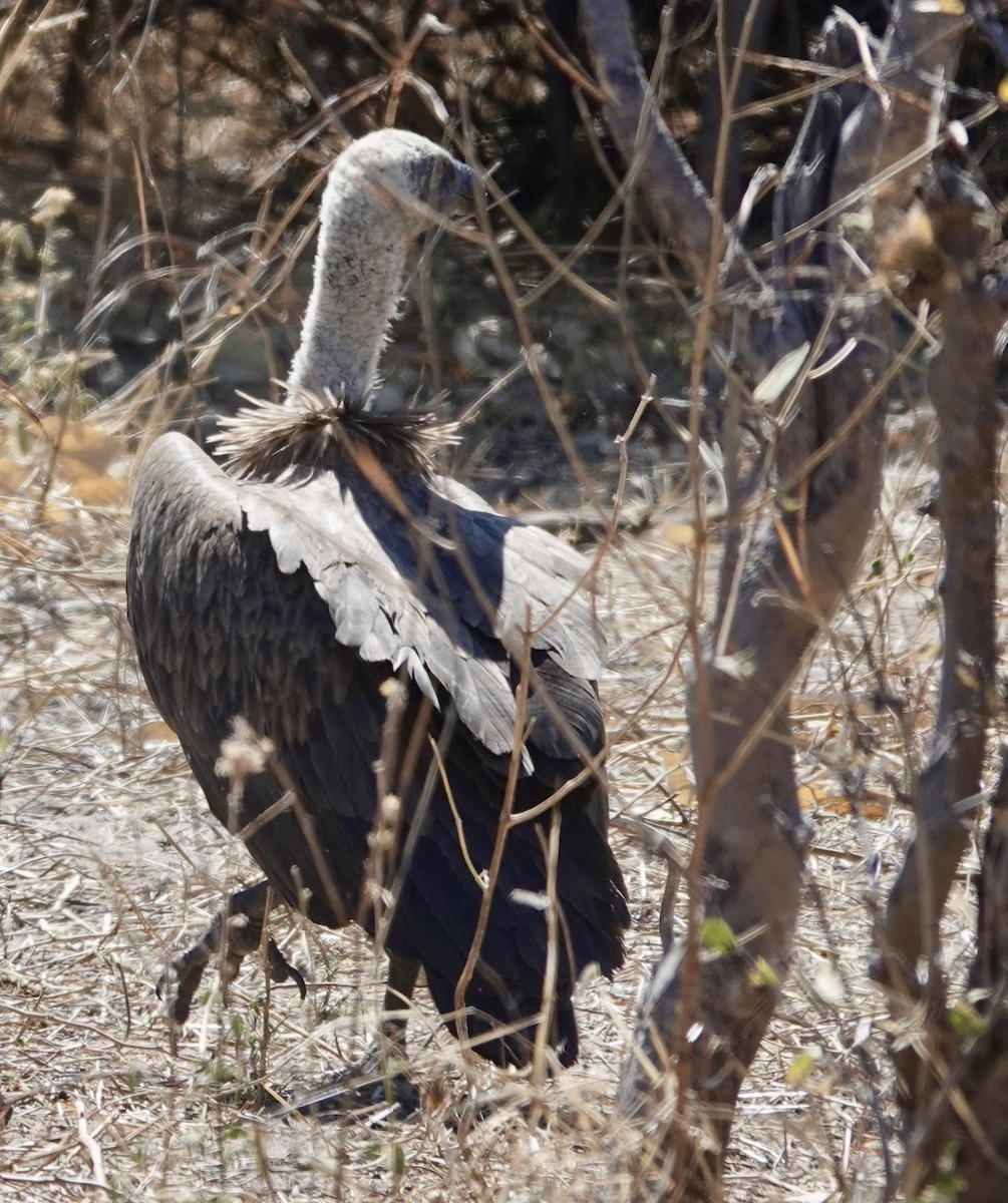 White-backed Vulture - ML641762573