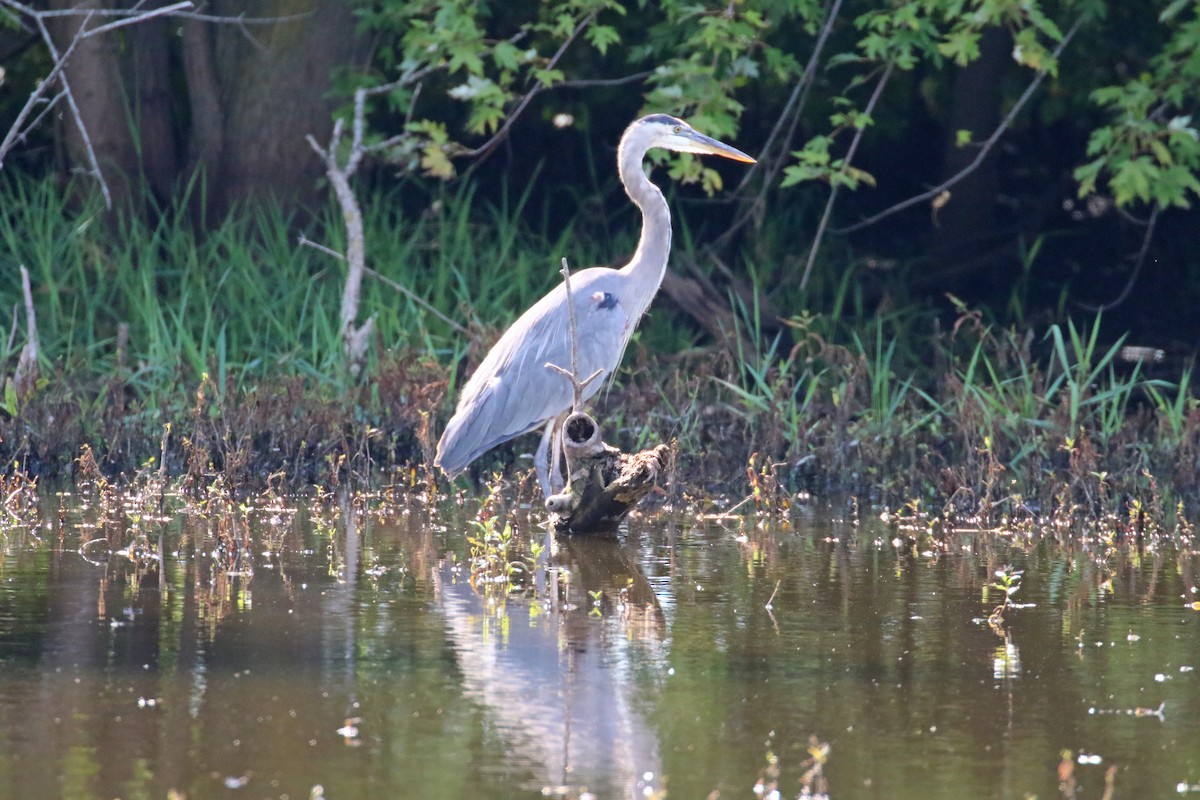 Great Blue Heron - ML641762586
