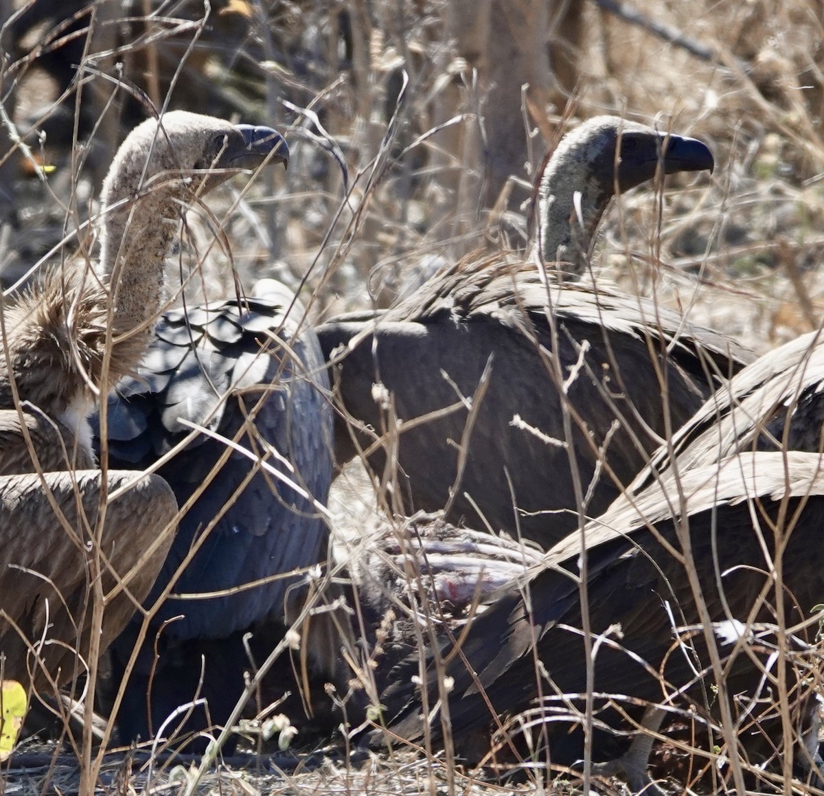 White-backed Vulture - ML641762661
