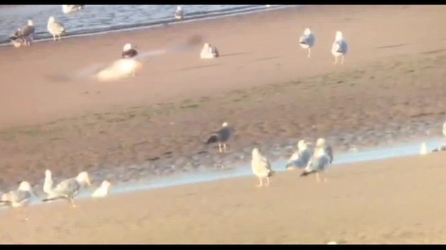 Caspian Gull - ML641762665