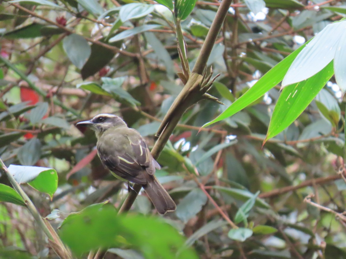 Golden-bellied Flycatcher - ML641762666