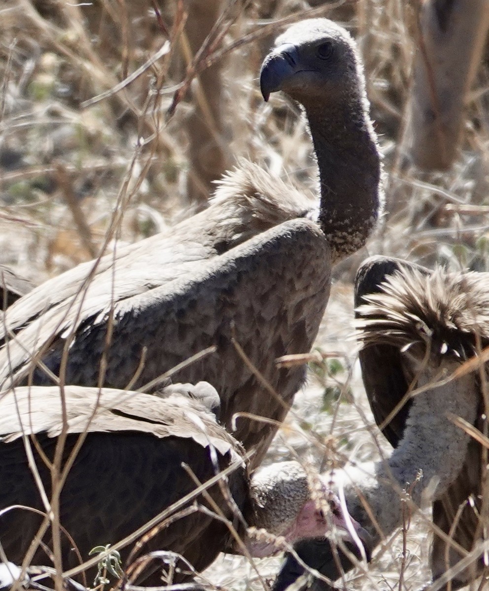 White-backed Vulture - ML641762667