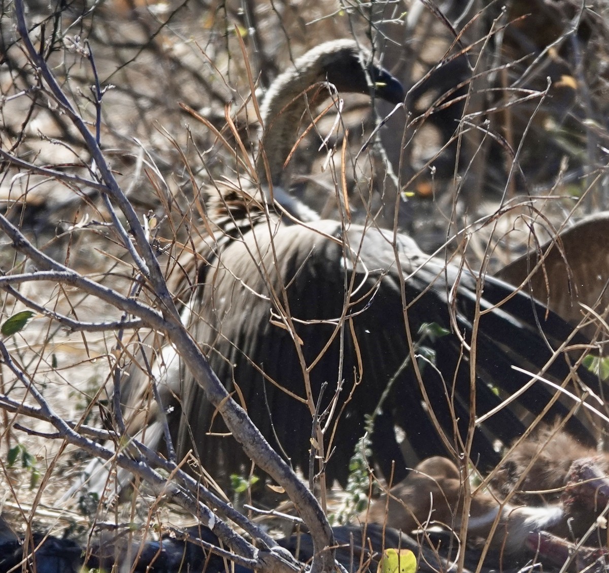 White-backed Vulture - ML641762676