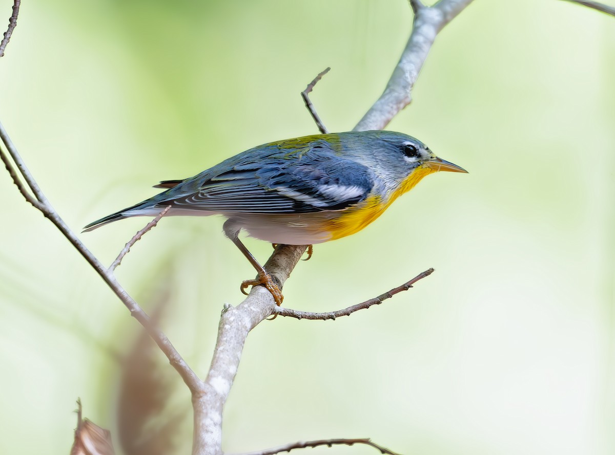 Northern Parula - ML641762681