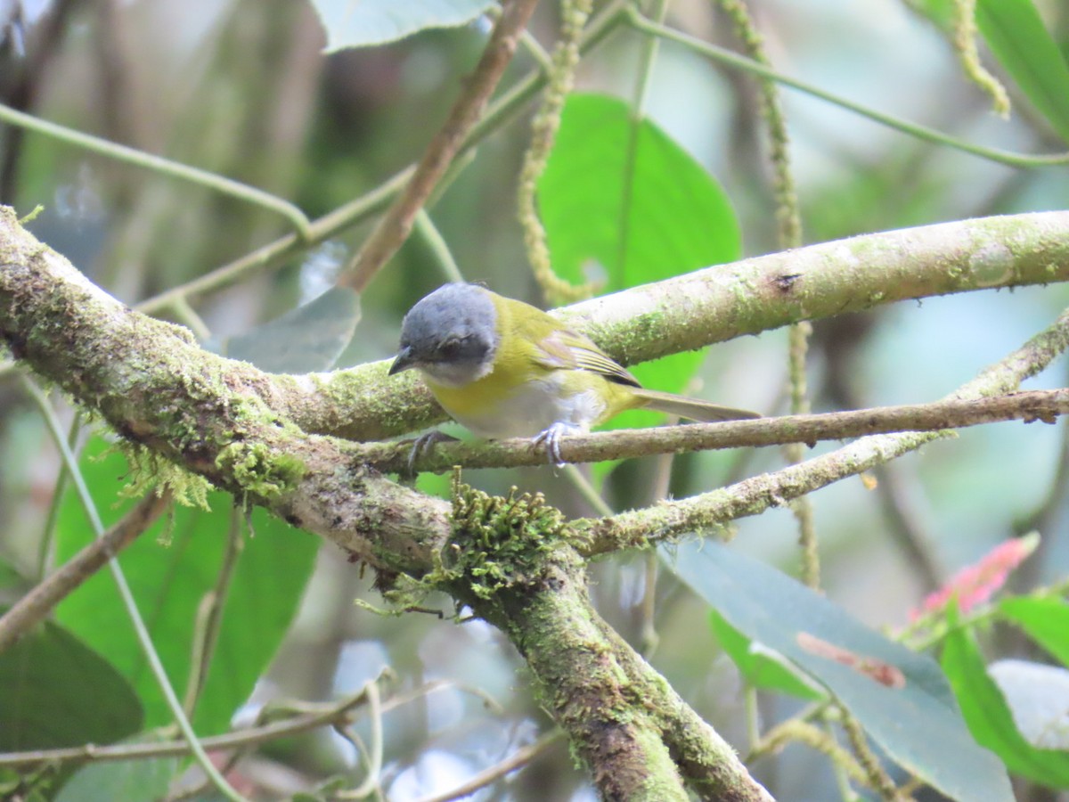 Ashy-throated Chlorospingus - ML641762696