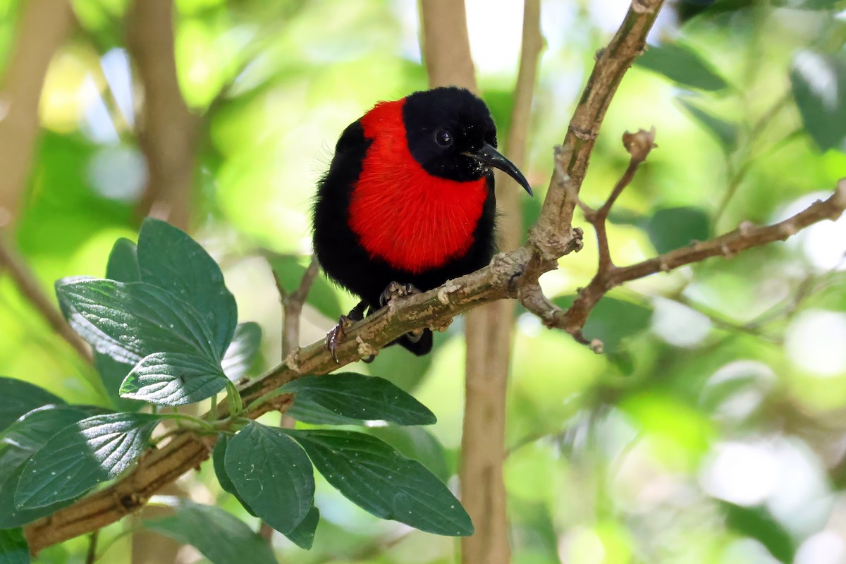 Red-collared Myzomela - ML641762706
