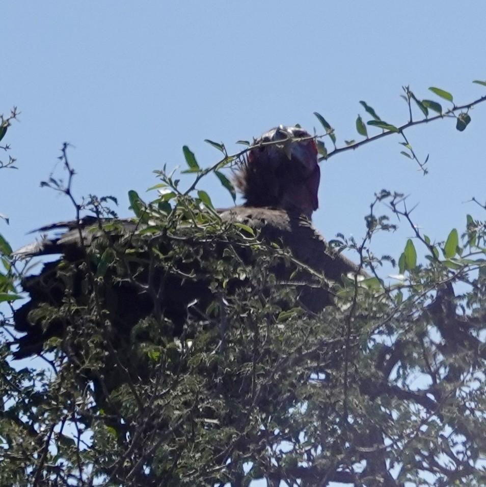 Lappet-faced Vulture - ML641762710