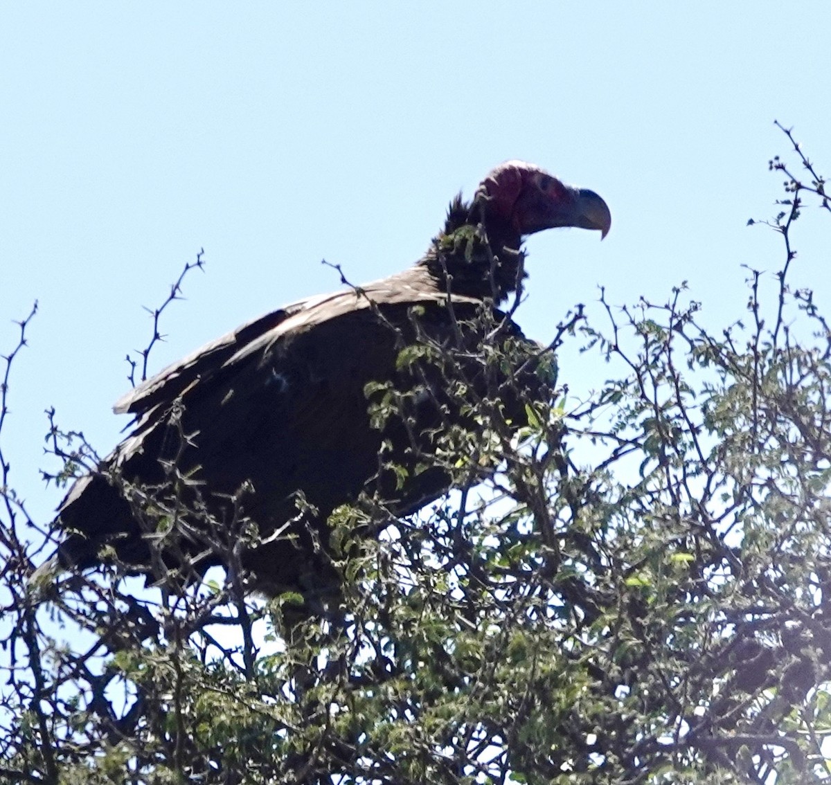 Lappet-faced Vulture - ML641762726