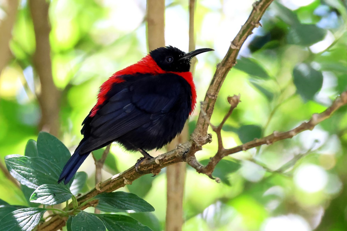 Red-collared Myzomela - ML641762732