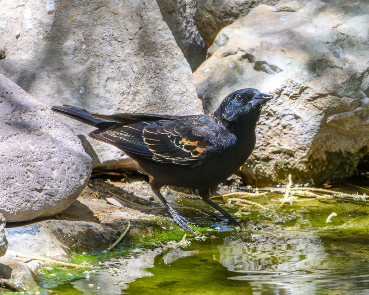 Red-winged Blackbird - ML641762738