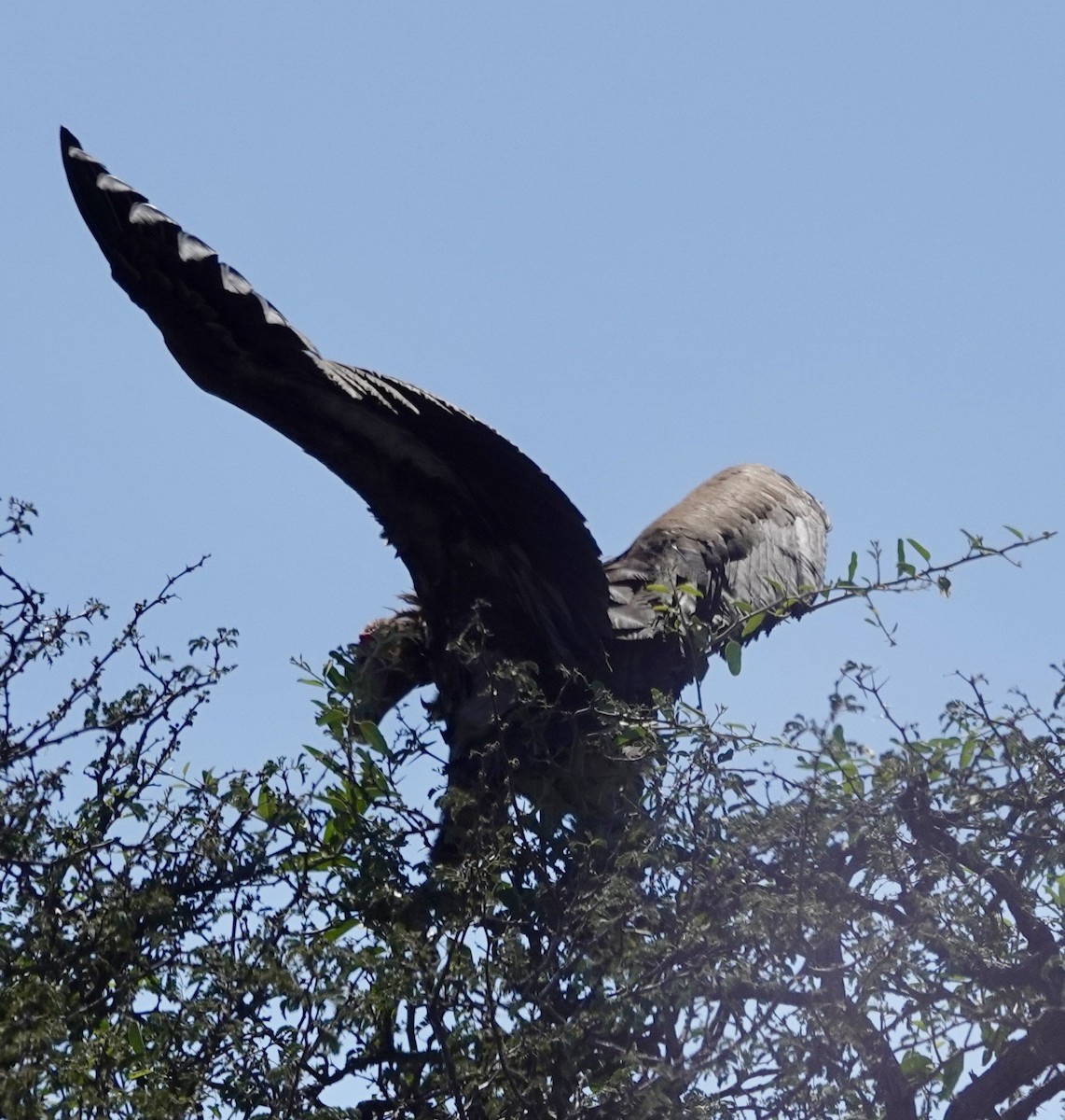 Lappet-faced Vulture - ML641762739