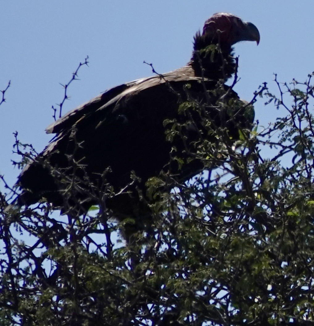 Lappet-faced Vulture - ML641762745