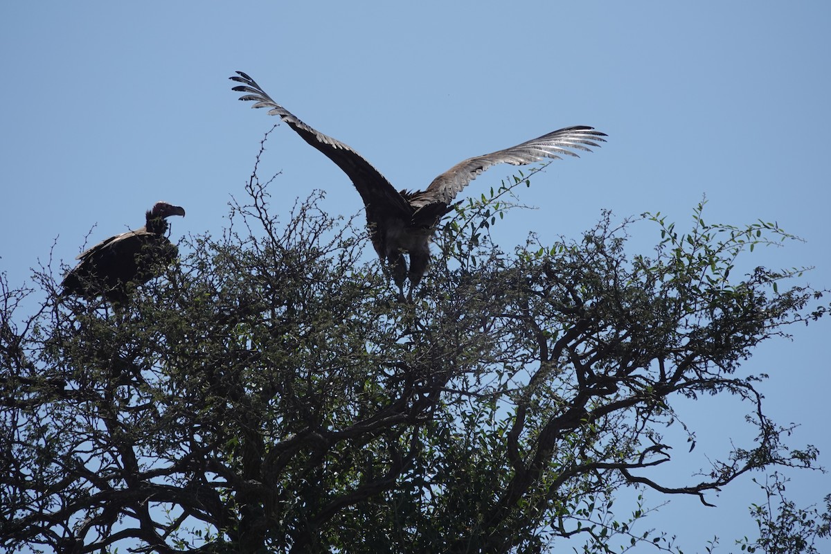 Lappet-faced Vulture - ML641762749