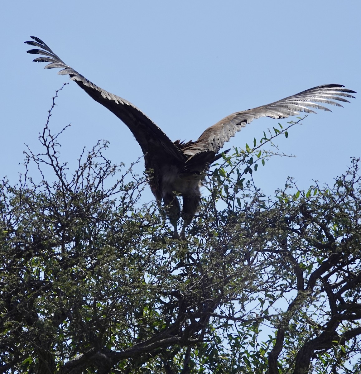 Lappet-faced Vulture - ML641762753