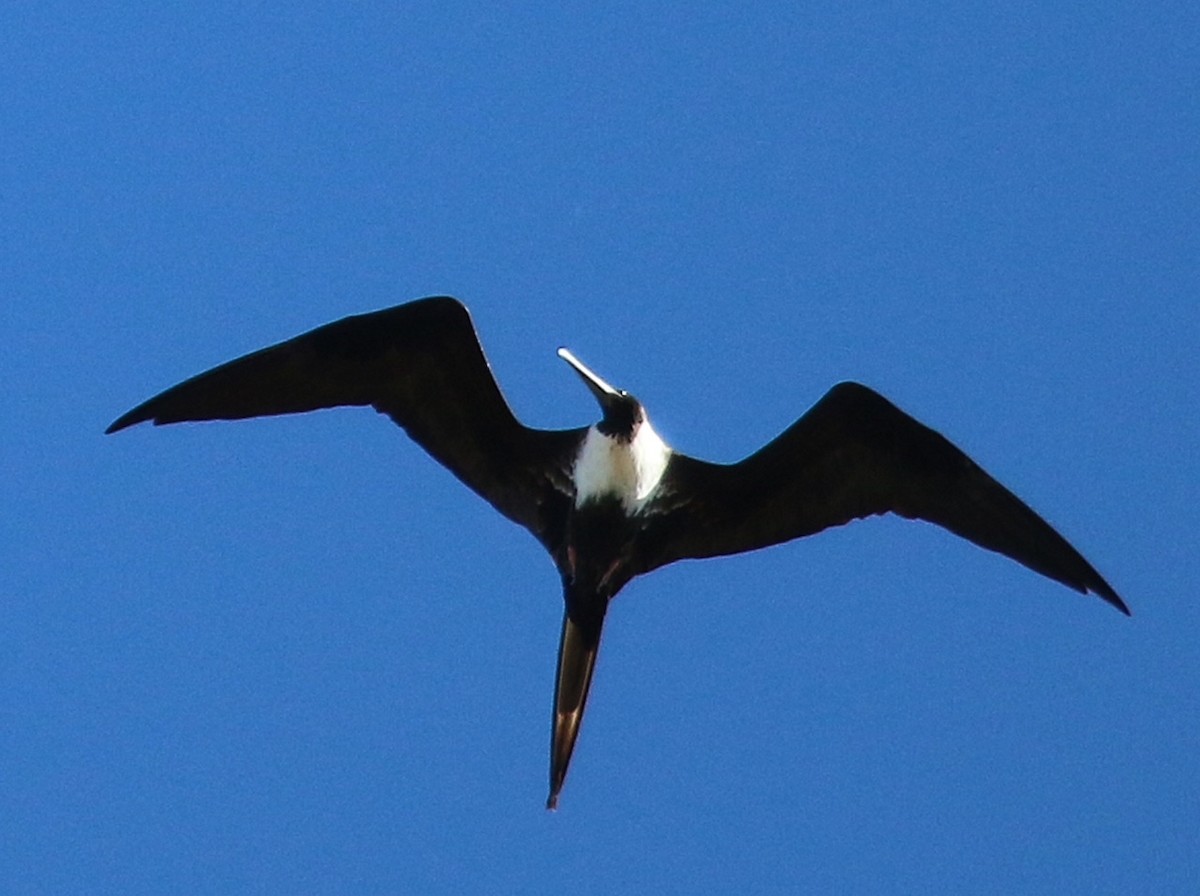 Magnificent Frigatebird - ML641762886