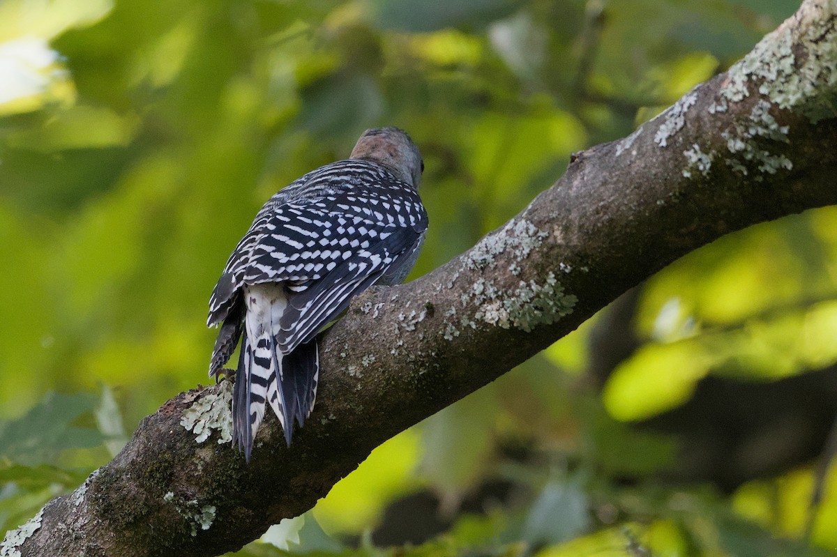 Red-bellied Woodpecker - ML641762927
