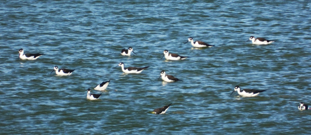 Black-necked Stilt - ML641762946