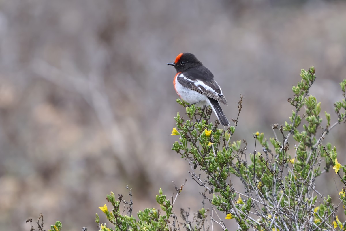 Red-capped Robin - ML641762951