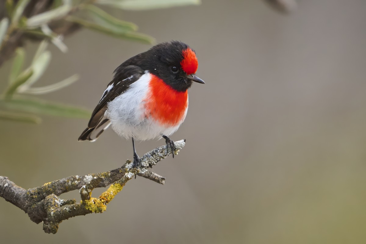 Red-capped Robin - ML641762955