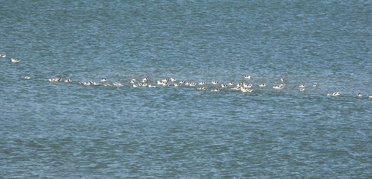 American Avocet - ML641762964