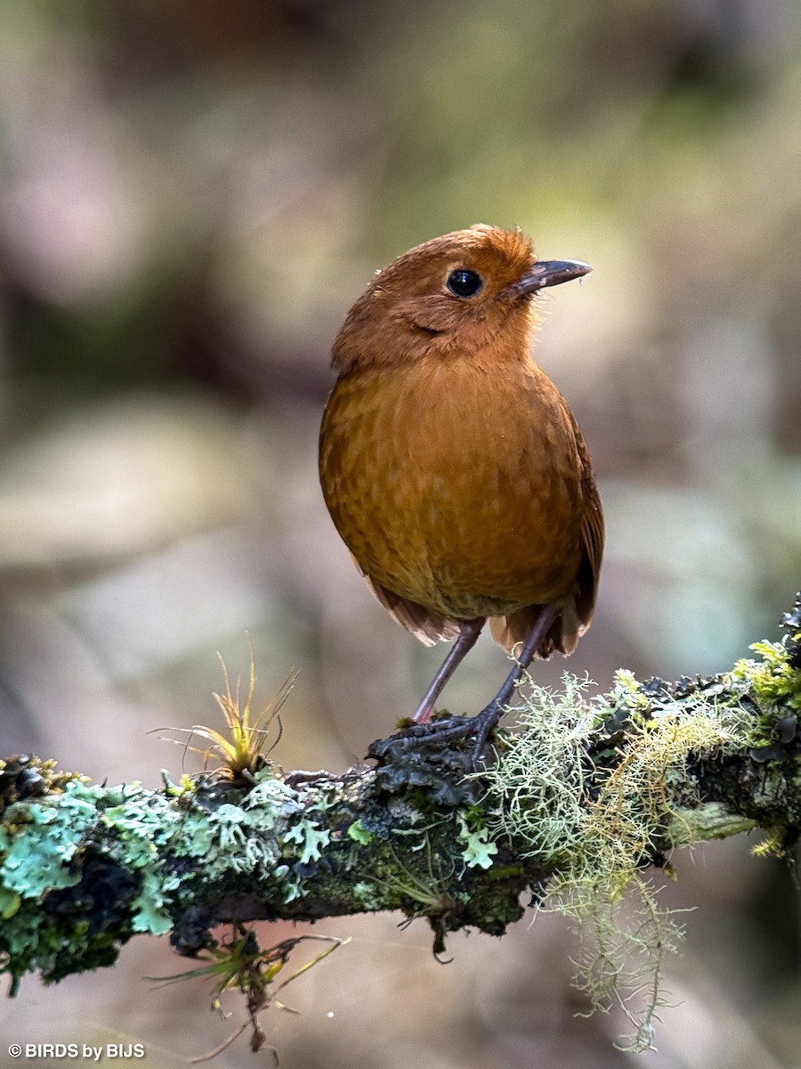 Equatorial Antpitta - ML641762976