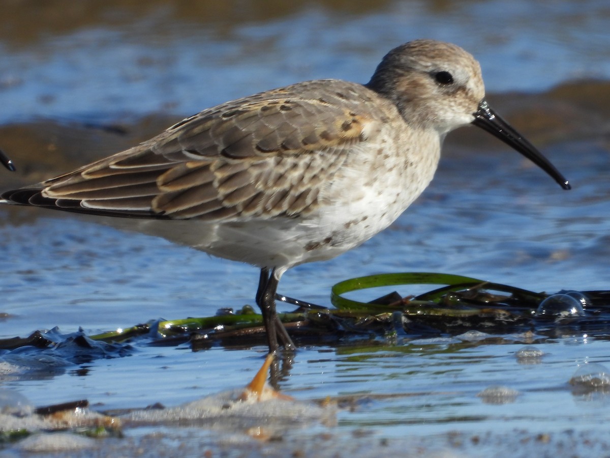 Dunlin - ML641762978